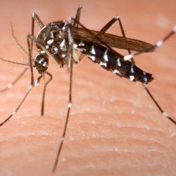 Budafok – szúnyoggyérítés augusztus 2-án